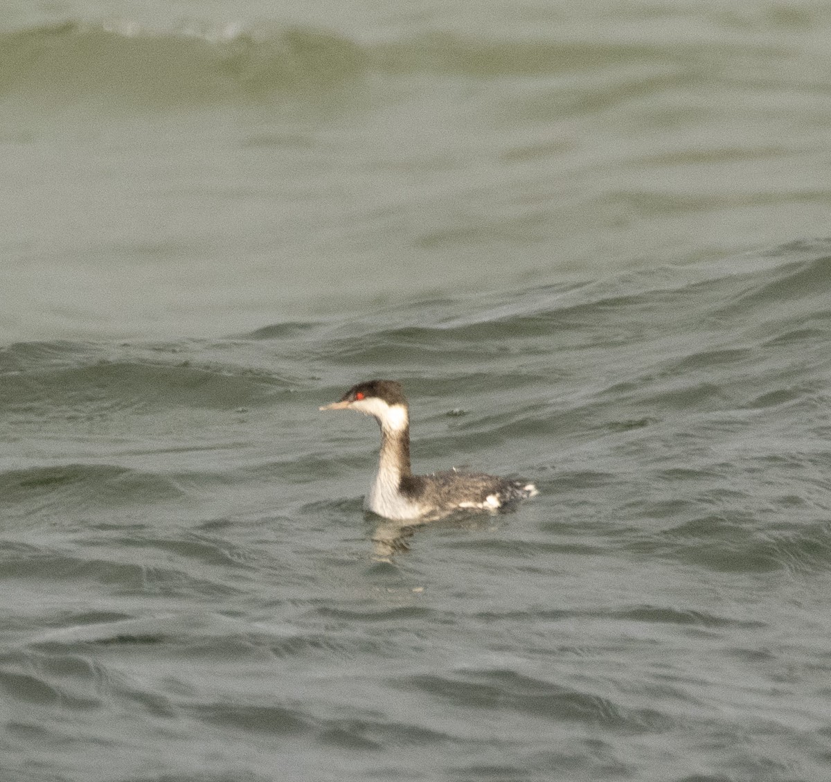 Красношейная поганка - ML645473490