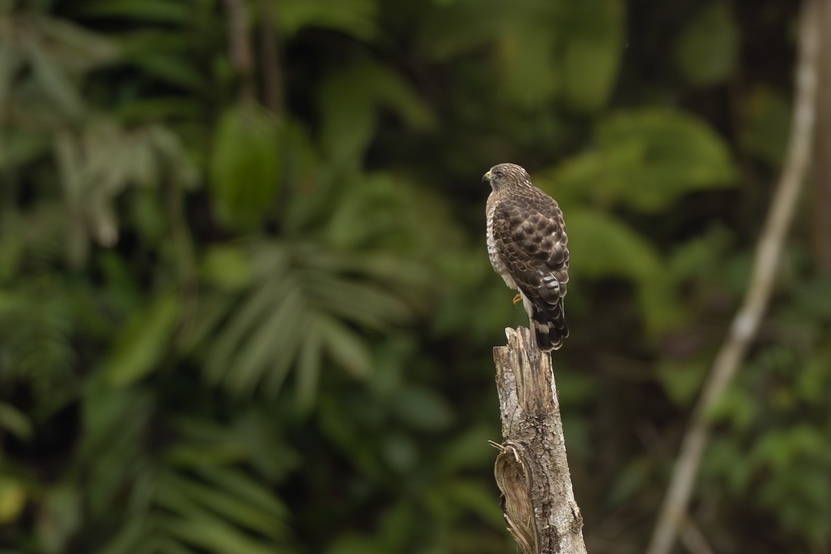 Broad-winged Hawk - ML645473496
