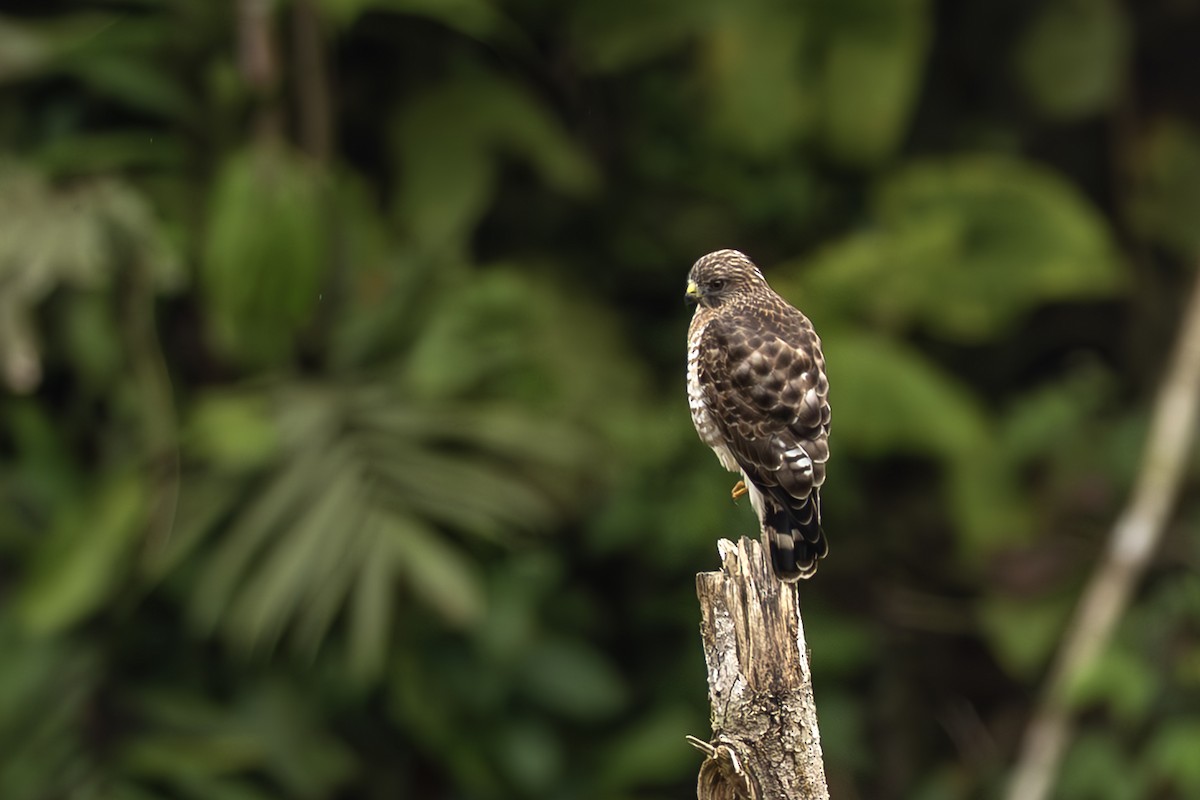 Broad-winged Hawk - ML645473497
