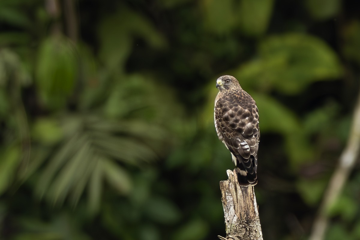 Broad-winged Hawk - ML645473498