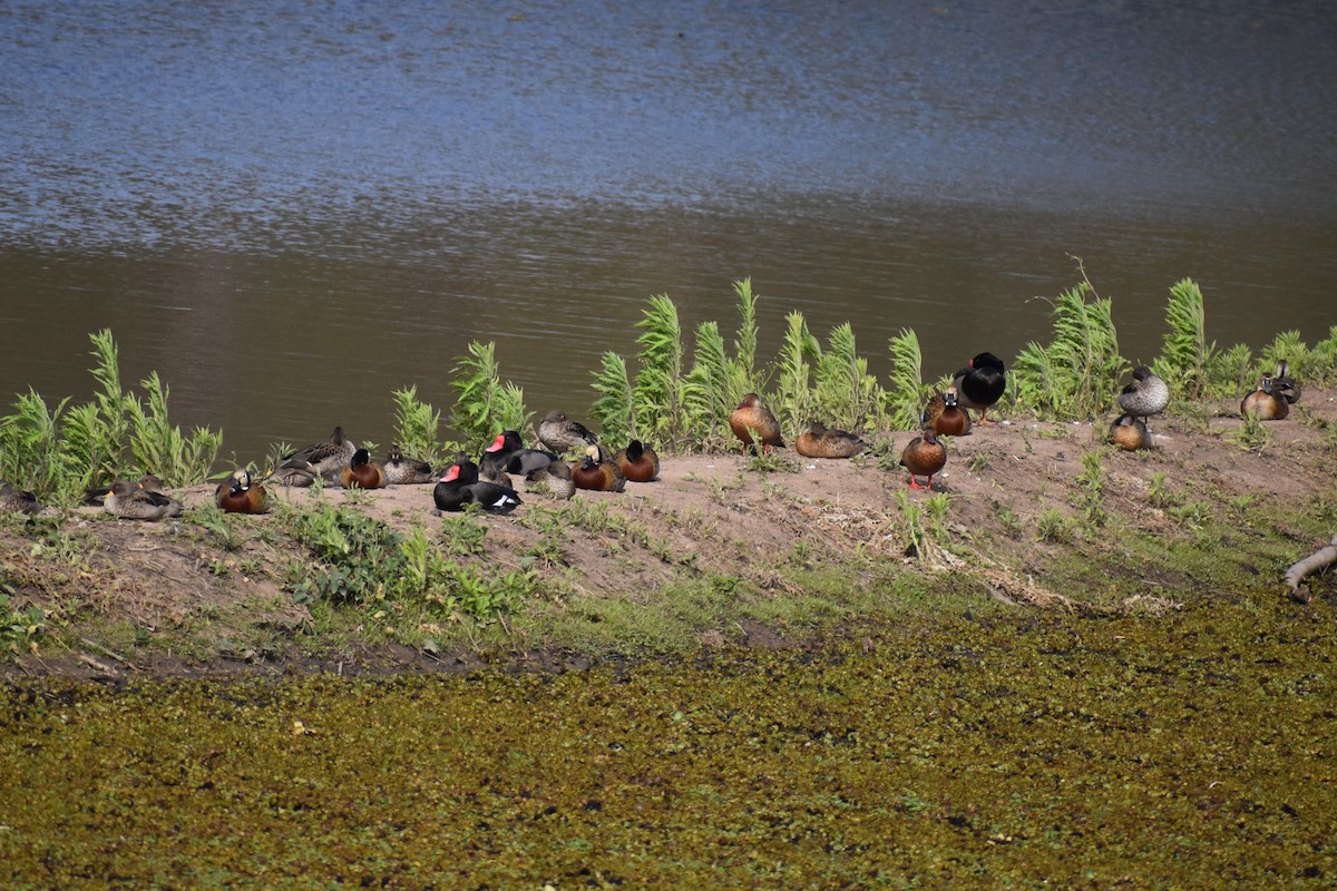 Brazilian Teal - ML645473502