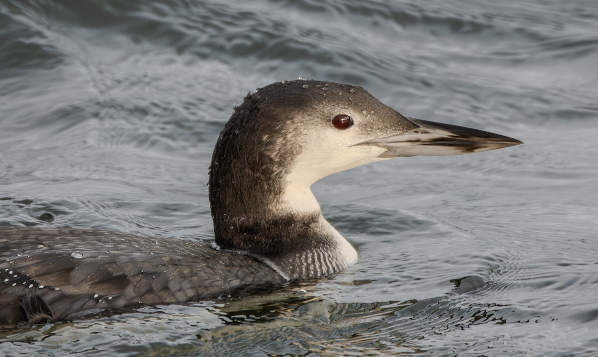 Common Loon - ML645473504