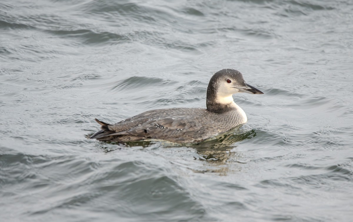 Common Loon - ML645473505