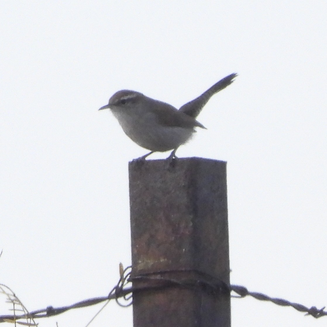 Bewick's Wren - ML645473508