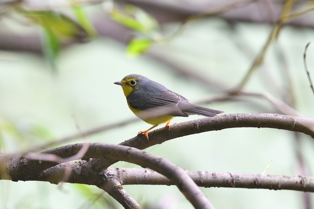 Болотянка строкатовола - ML645473511