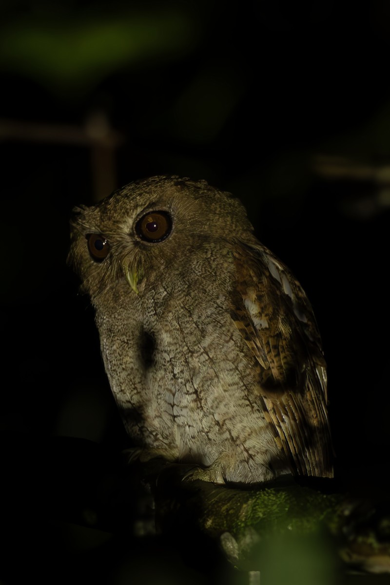 Foothill Screech-Owl - ML645473515