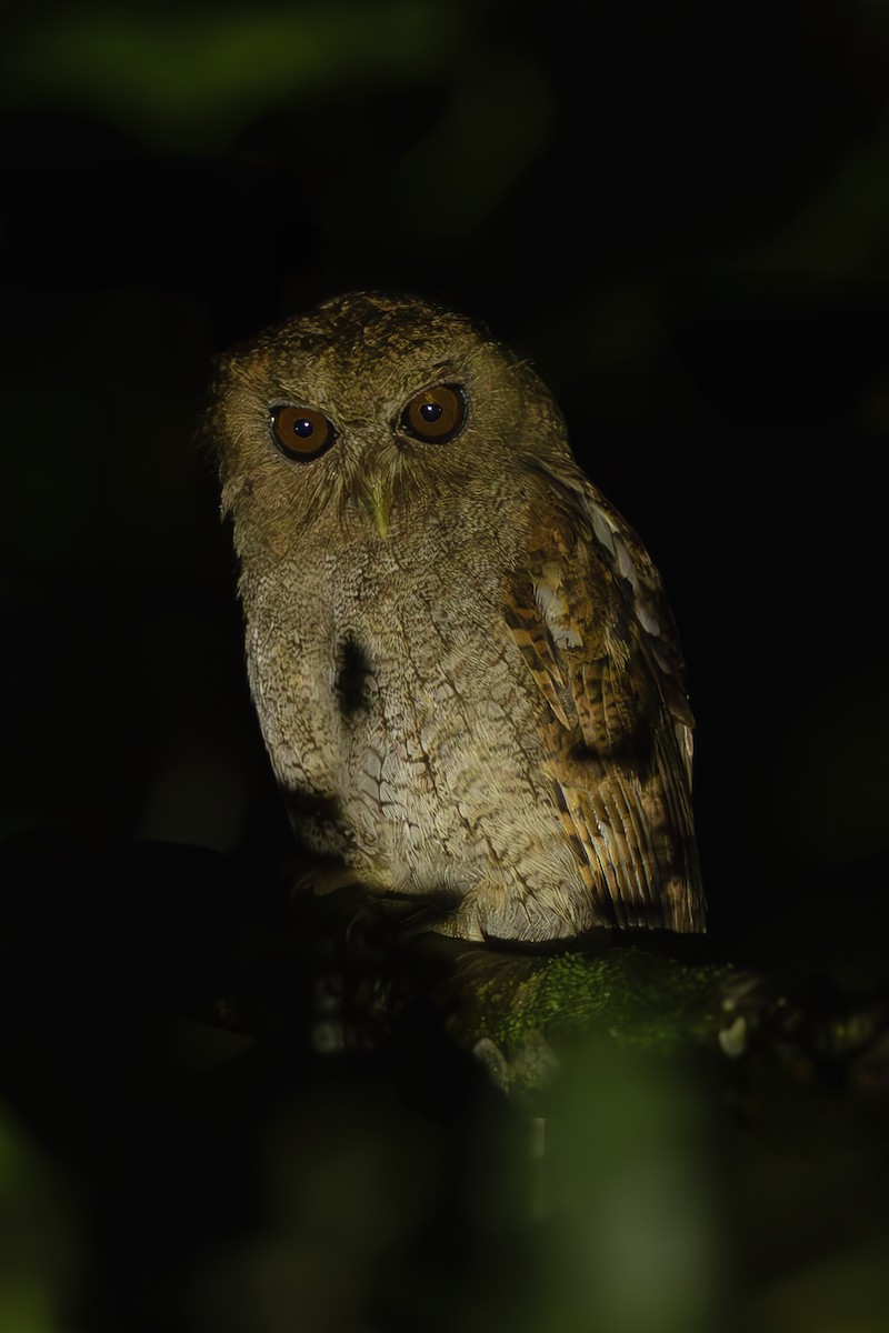 Foothill Screech-Owl - ML645473516