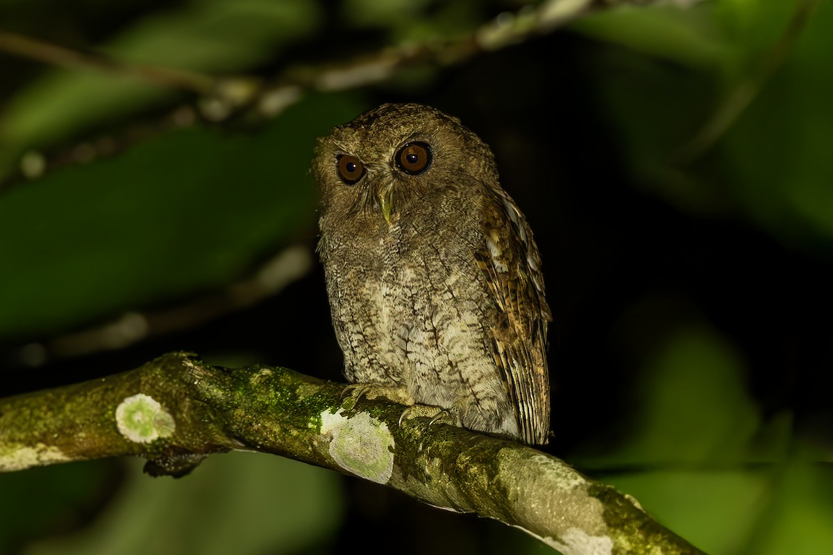 Foothill Screech-Owl - ML645473517