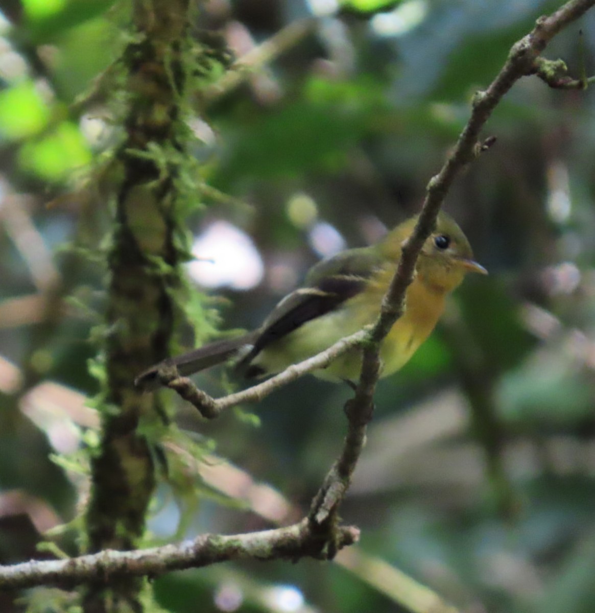 Tufted Flycatcher (Costa Rican) - ML645473518