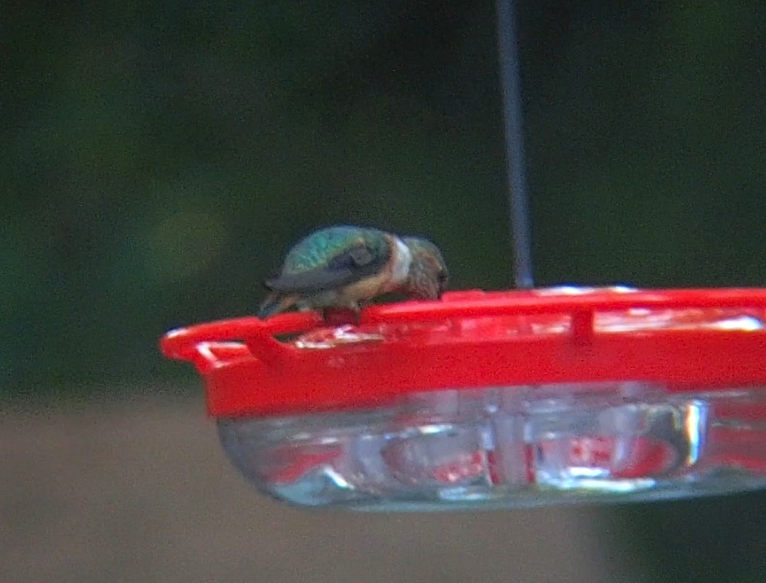 kalypta rezavolesklá/Allenova - ML645473519