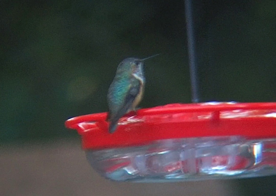 kalypta rezavolesklá/Allenova - ML645473520