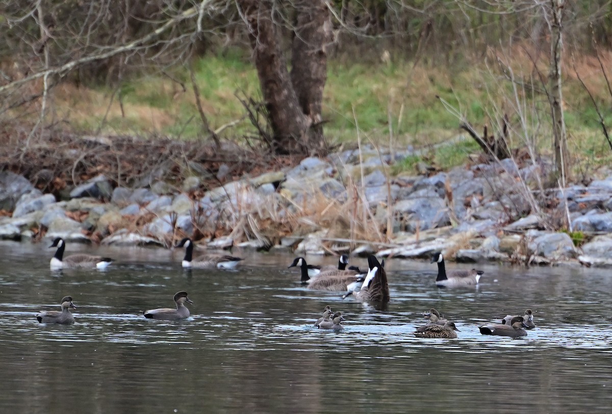 Boz Ördek - ML645473523