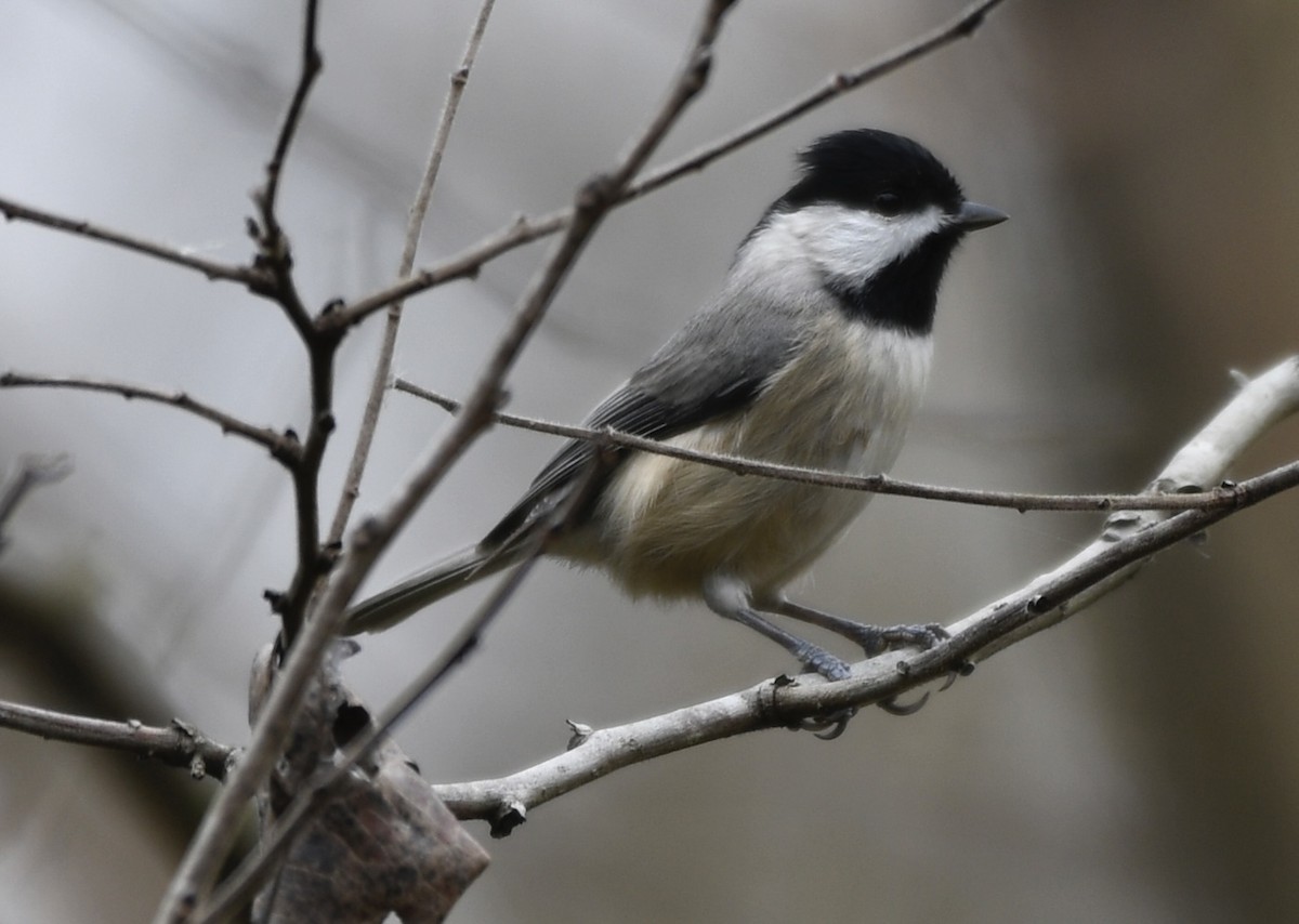 Каролинская гаичка - ML645473525