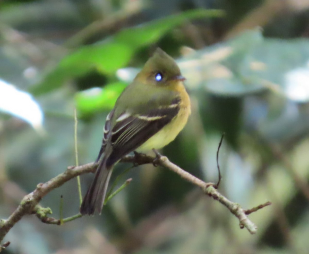 Tufted Flycatcher (Costa Rican) - ML645473532