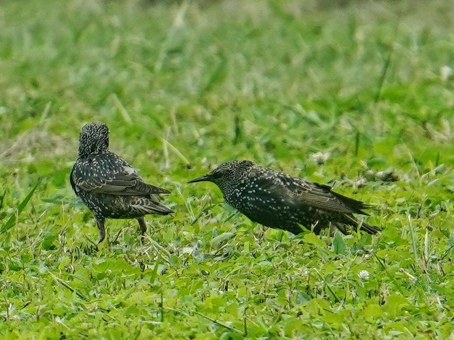 Estornino Pinto - ML645473550