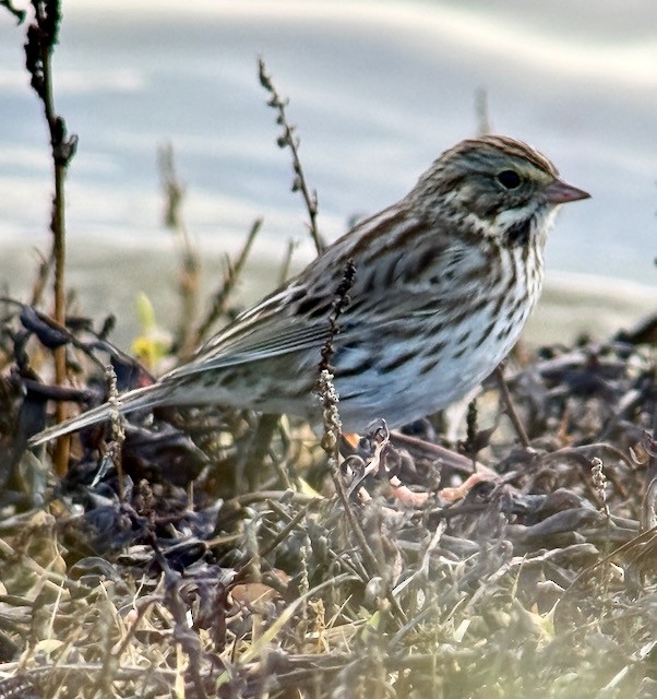 Savannah Sparrow (Savannah) - ML645473552