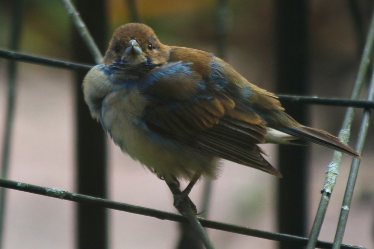 Indigo Bunting - ML645473553