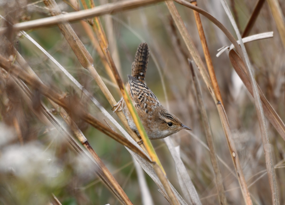 Sedge Wren - ML645473556