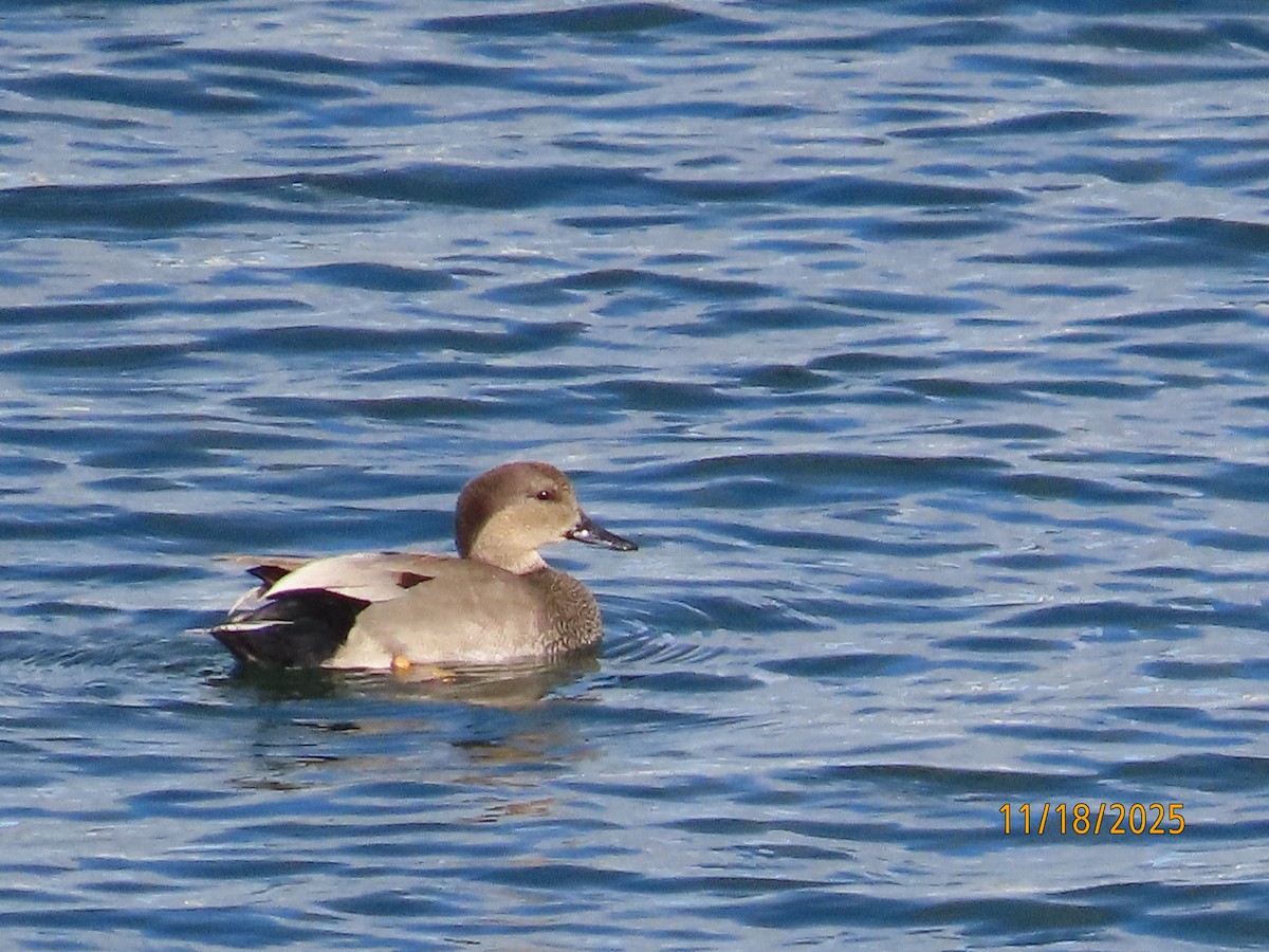 Boz Ördek - ML645473576