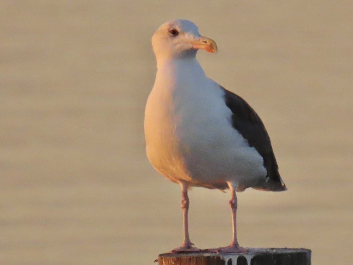 Büyük Kara Sırtlı Martı - ML645473586