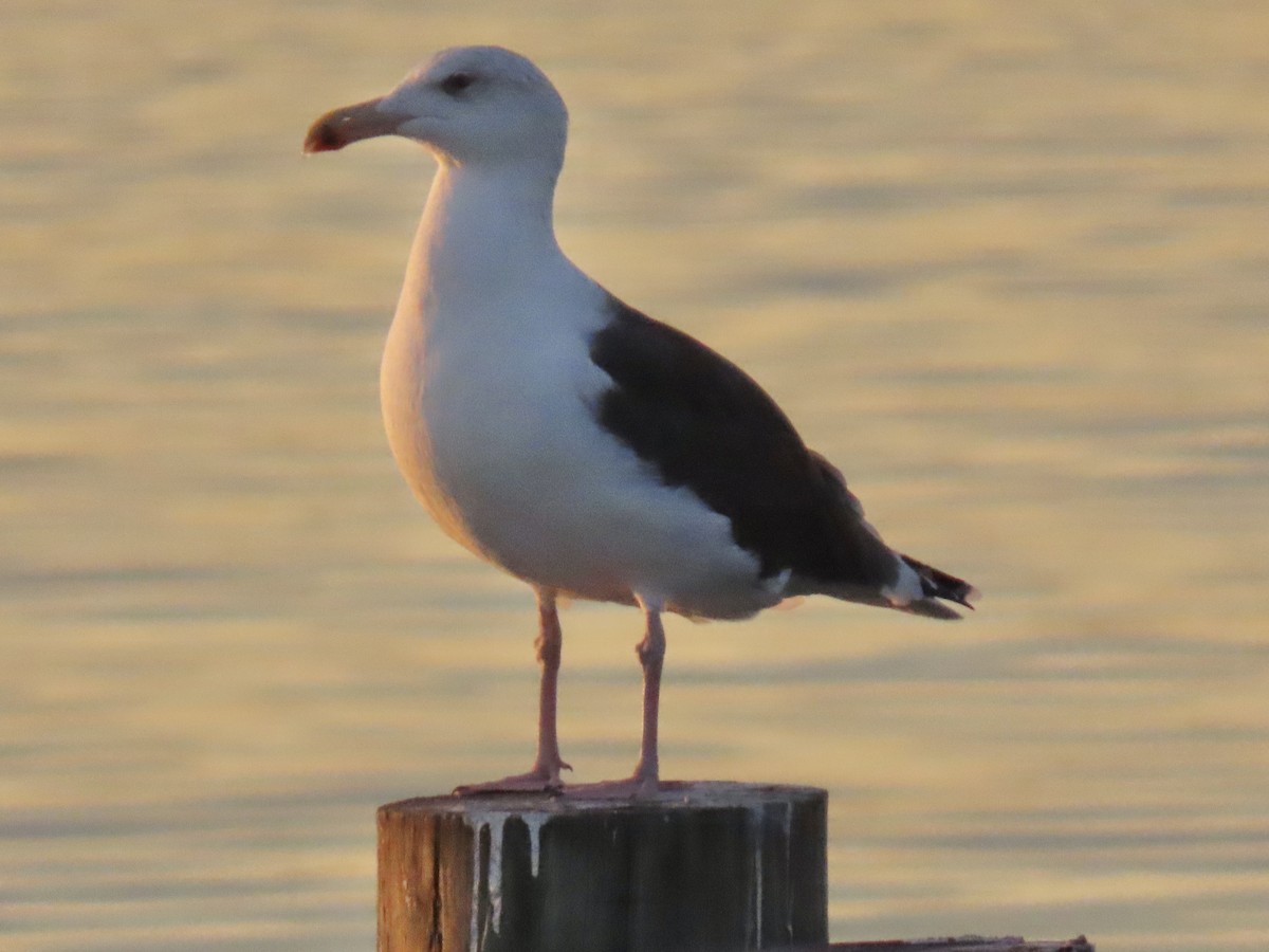 Büyük Kara Sırtlı Martı - ML645473587