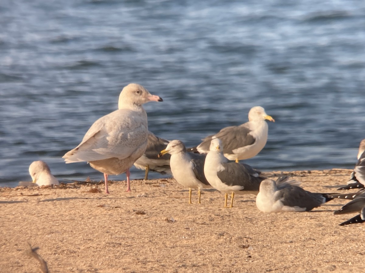 Glaucous Gull - ML645473588