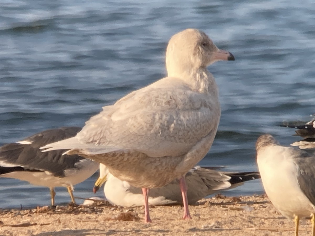 Glaucous Gull - ML645473590