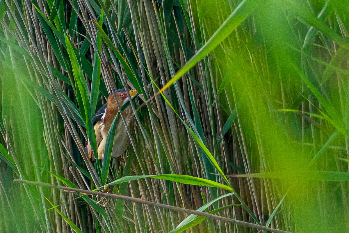 コヨシゴイ - ML645473594