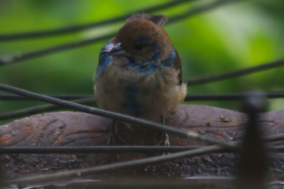 Indigo Bunting - ML645473595