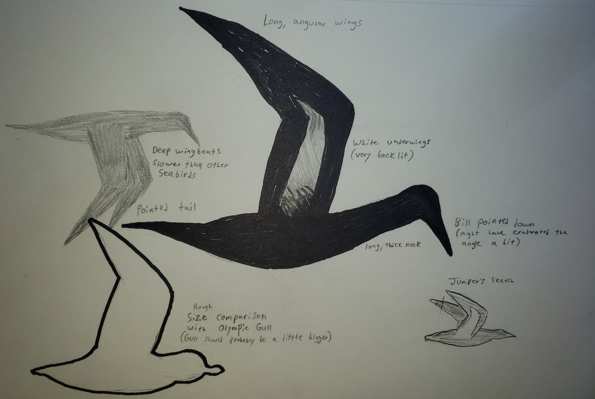 Cocos Booby - ML645473598