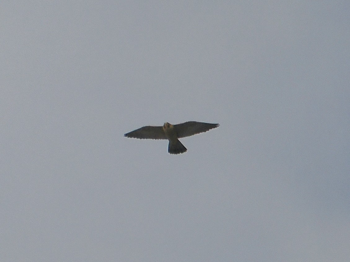 遊隼 - ML645473605