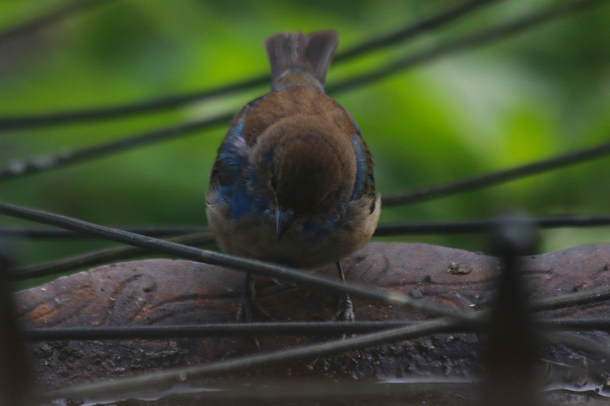 Indigo Bunting - ML645473612