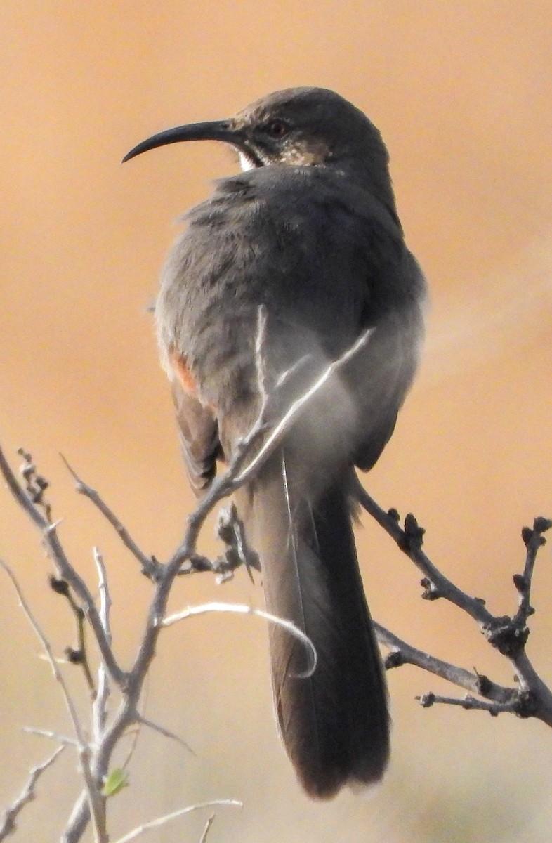 Crissal Thrasher - ML645473613