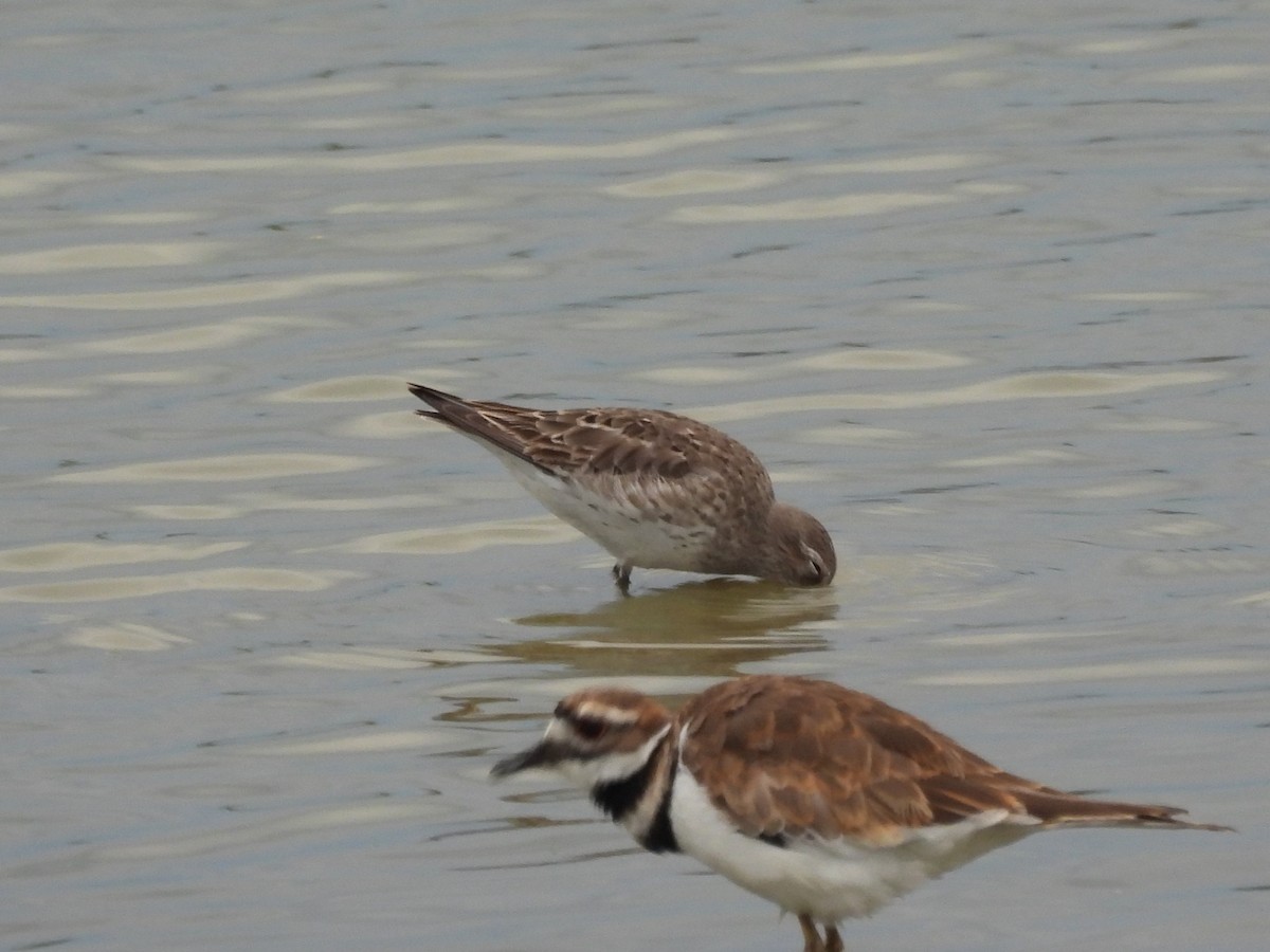 jespák tundrový - ML645473615