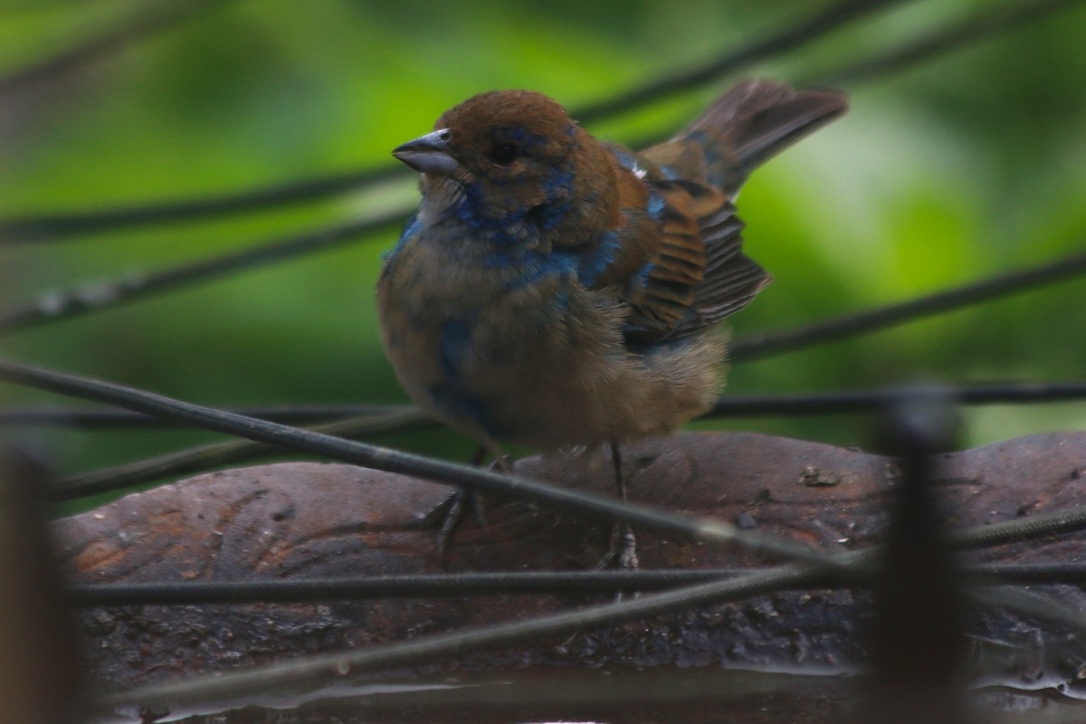 Indigo Bunting - ML645473618