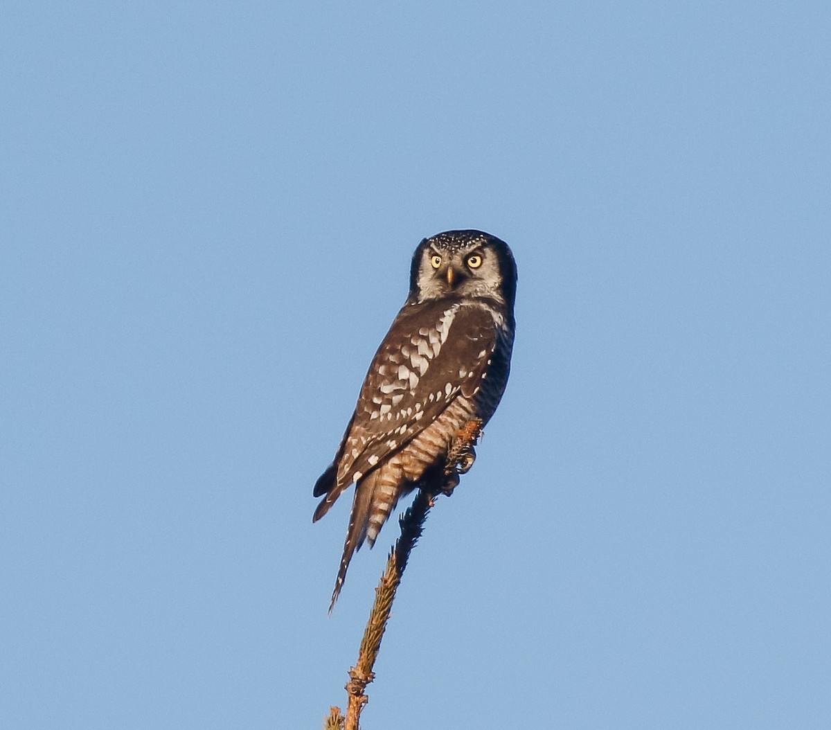 Northern Hawk Owl - ML645473625