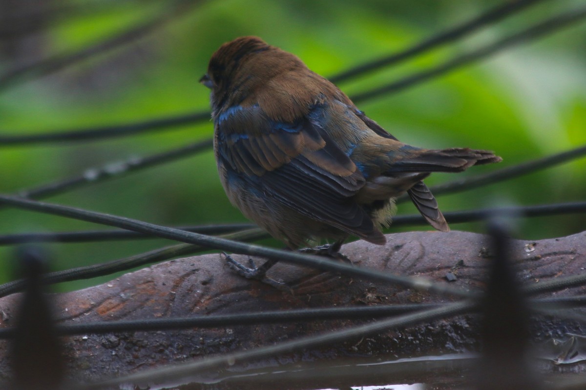 Indigo Bunting - ML645473631