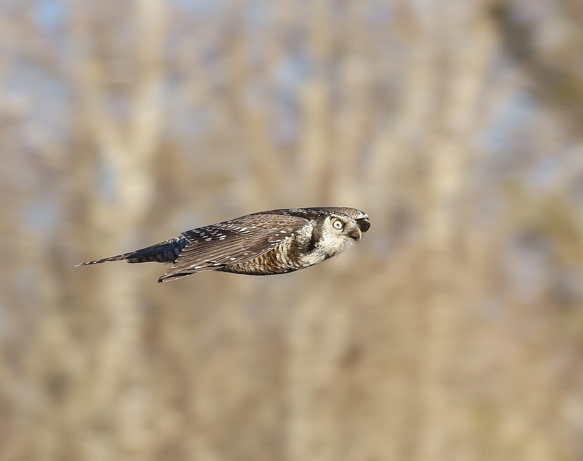 Northern Hawk Owl - ML645473633