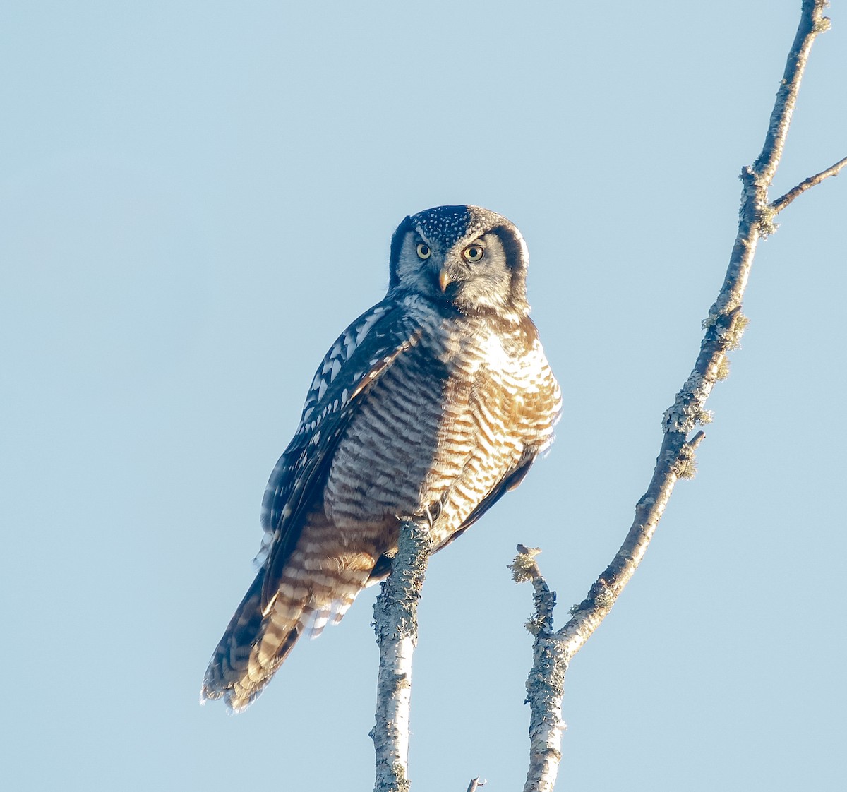 Northern Hawk Owl - ML645473634