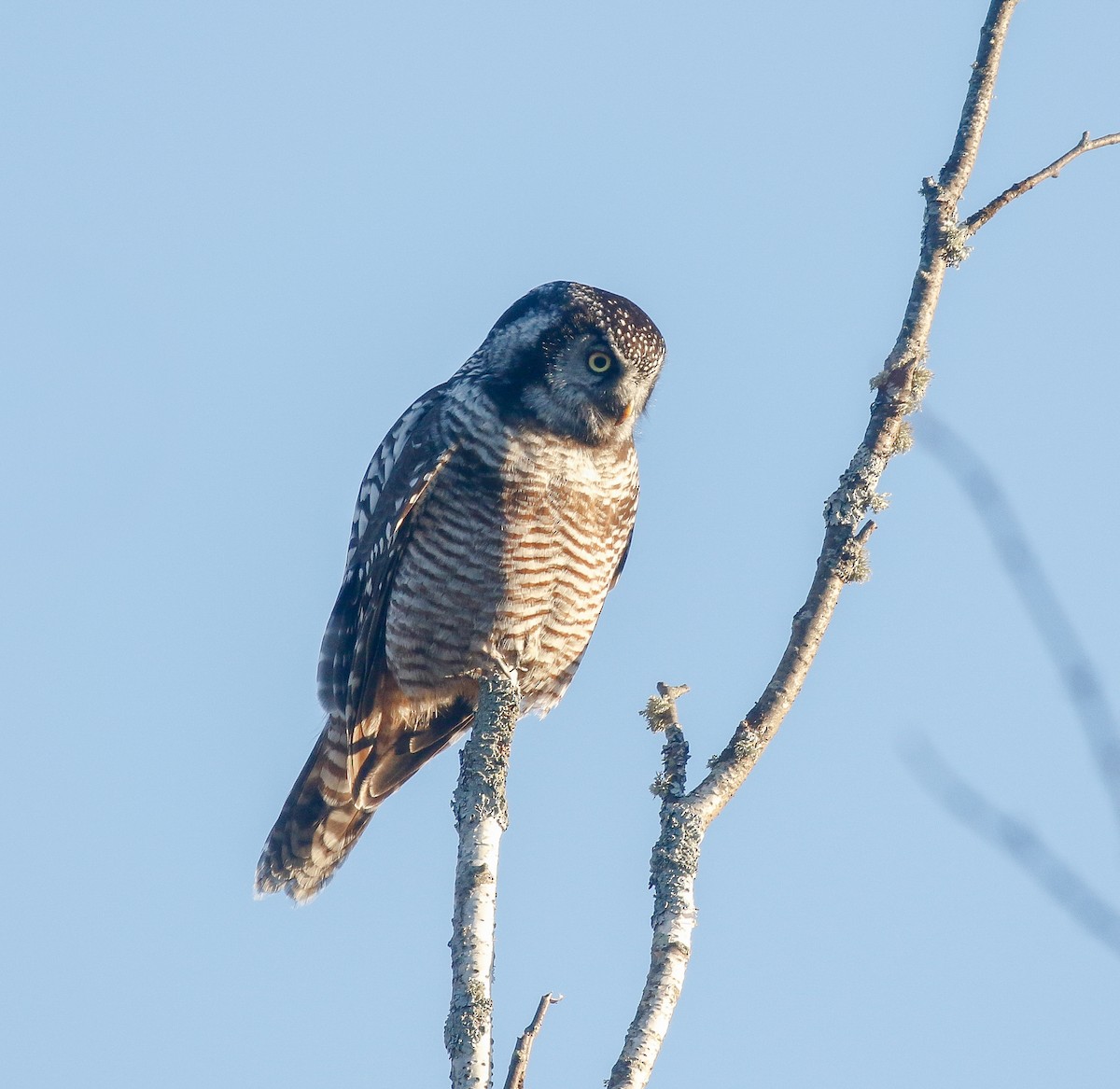 Northern Hawk Owl - ML645473635