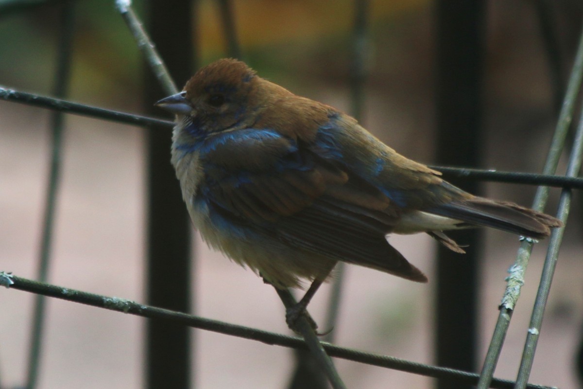 Indigo Bunting - ML645473645
