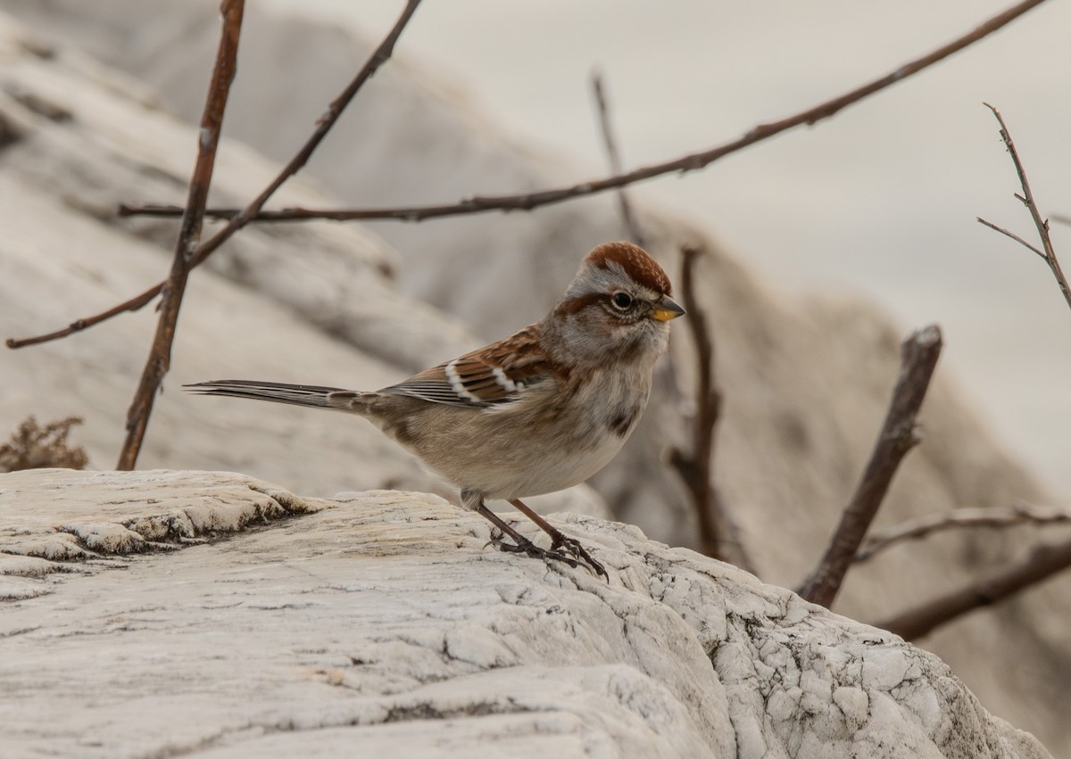 American Tree Sparrow - ML645473650