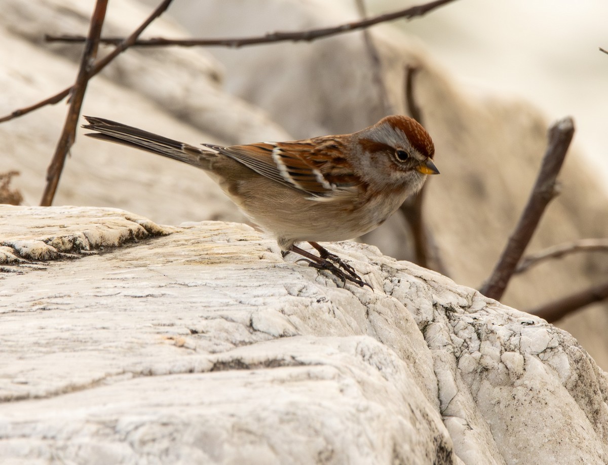 American Tree Sparrow - ML645473651