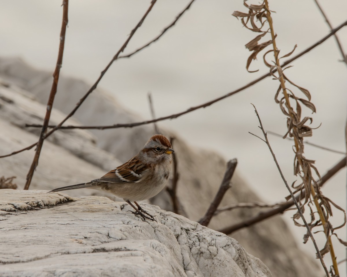 American Tree Sparrow - ML645473653