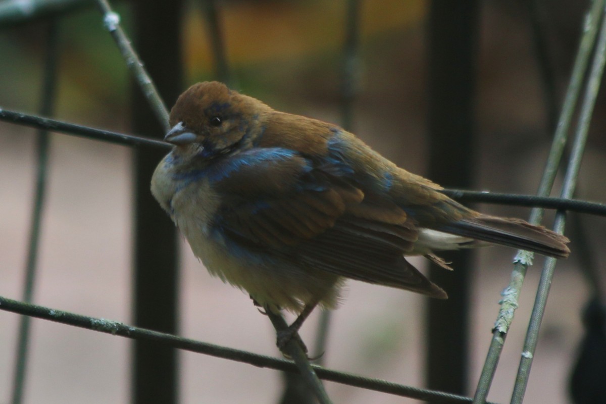 Indigo Bunting - ML645473656