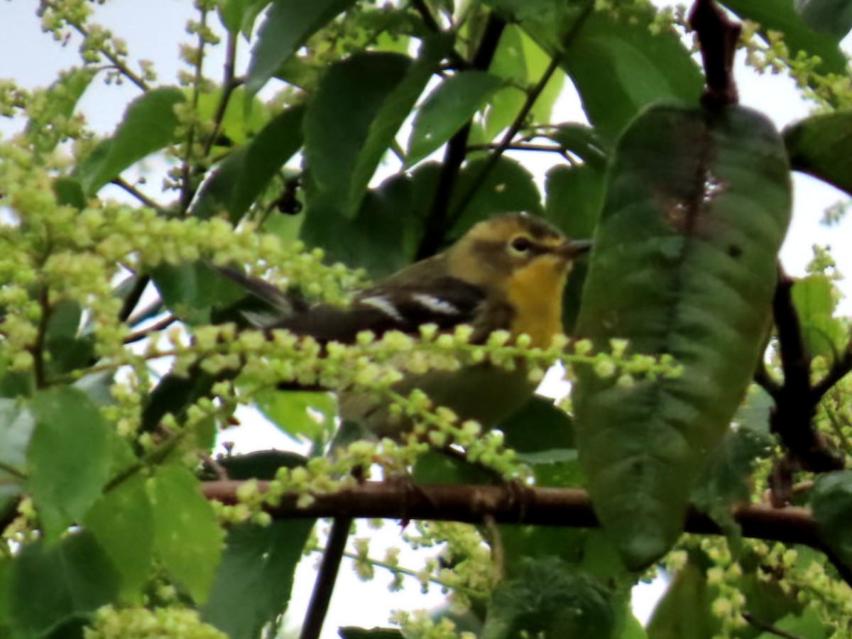 Blackburnian Warbler - ML645473657
