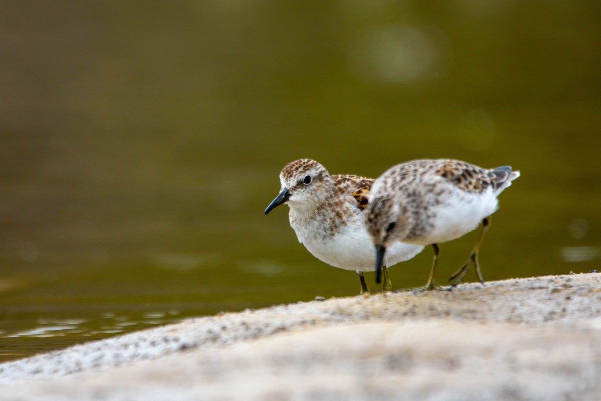חופית זעירה - ML645473668