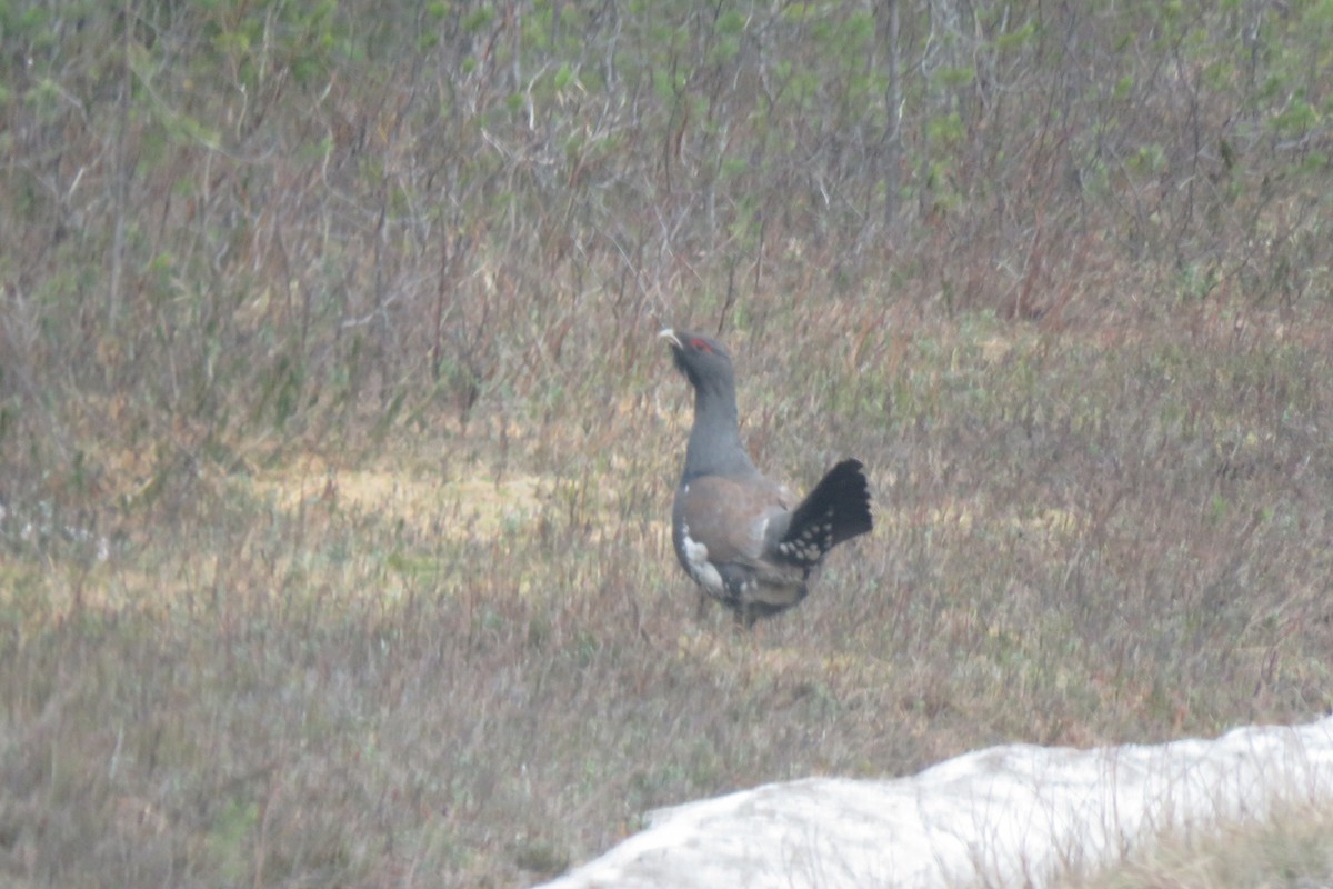 Western Capercaillie - ML645473669