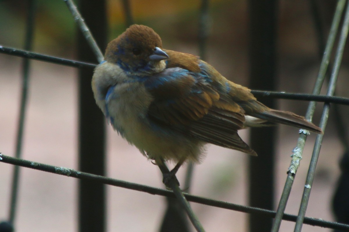 Indigo Bunting - ML645473678