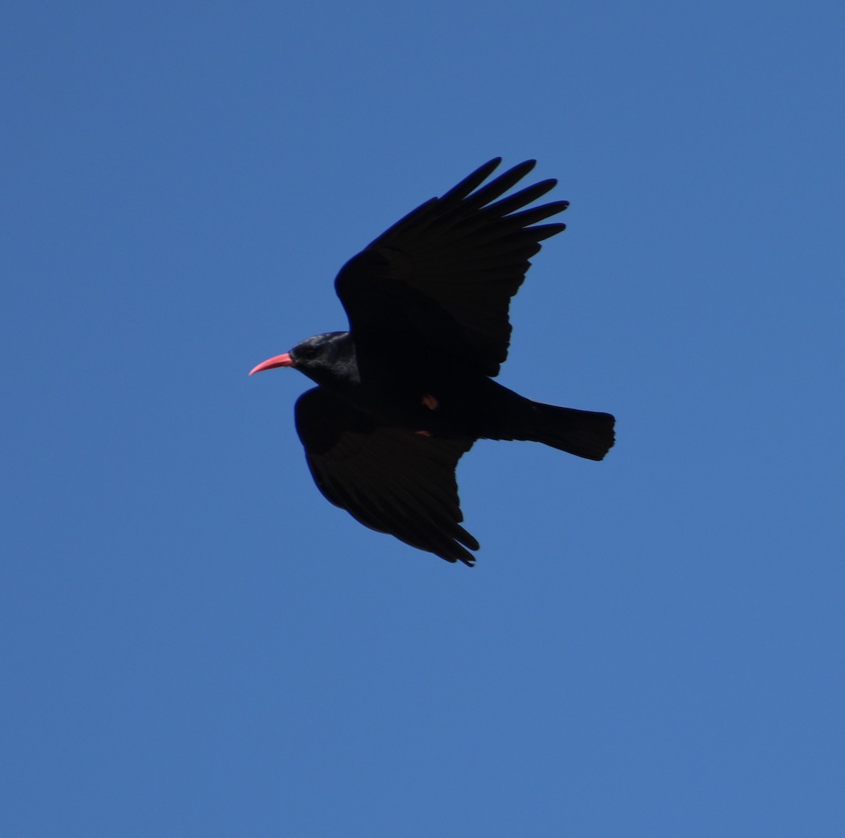 ベニハシガラス - ML645473679